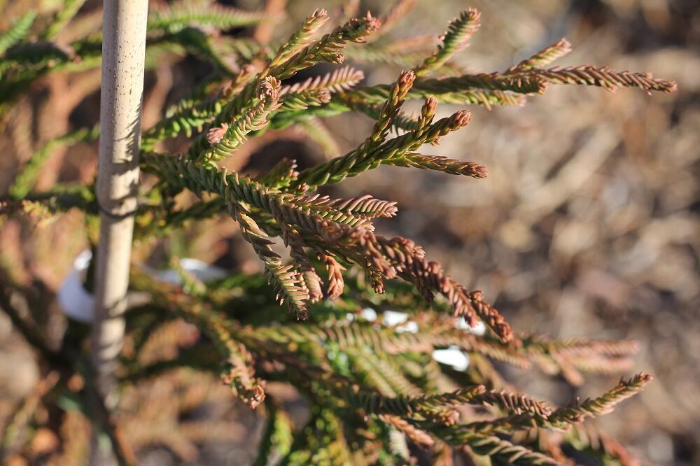 Kryptomérie japonská 'Rasen' - Cryptomeria japonica 'Rasen'