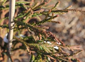 Kryptomérie japonská 'Rasen' - Cryptomeria japonica 'Rasen'