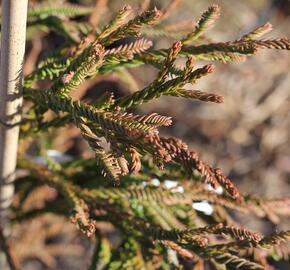 Kryptomérie japonská 'Rasen' - Cryptomeria japonica 'Rasen'