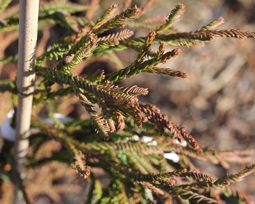 Kryptomérie japonská 'Rasen'