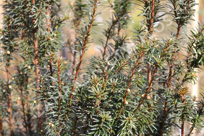 Tis červený 'Green Rocket' - Taxus baccata 'Green Rocket'