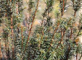 Tis červený 'Green Rocket' - Taxus baccata 'Green Rocket'