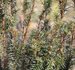 Tis červený 'Green Rocket' - Taxus baccata 'Green Rocket'