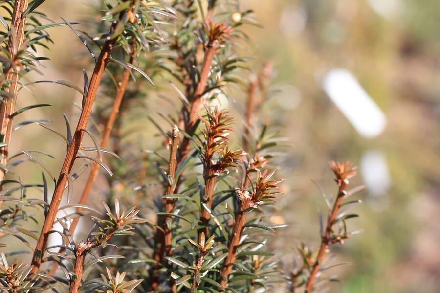 Tis červený 'Green Rocket' - Taxus baccata 'Green Rocket'