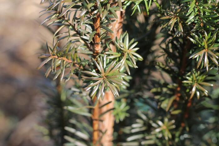 Tis červený 'Green Rocket' - Taxus baccata 'Green Rocket'