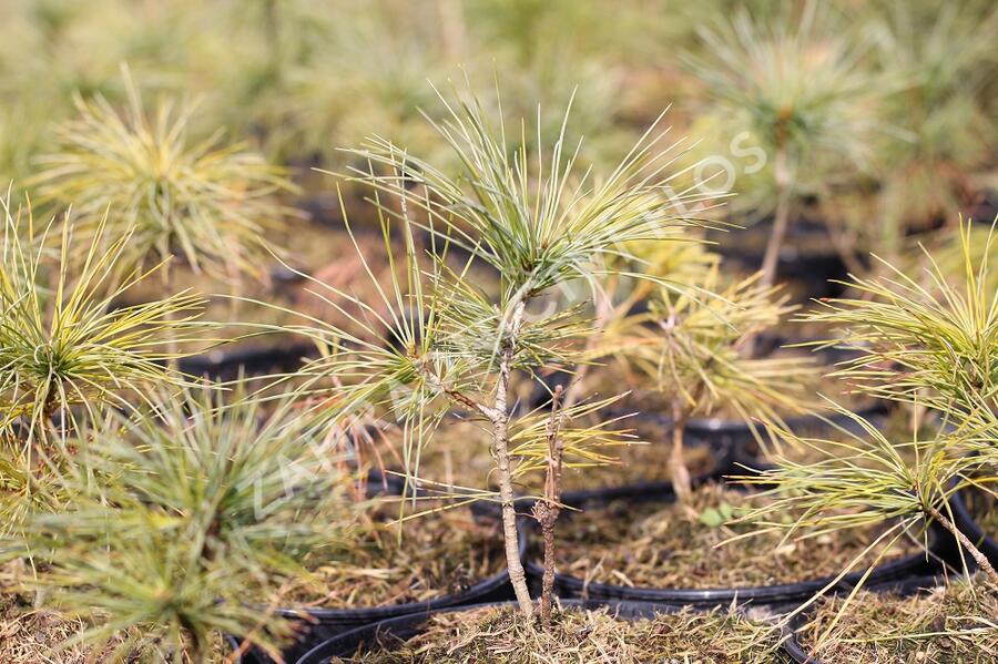 Borovice Armandova - Pinus armandii