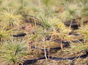 Borovice Armandova - Pinus armandii
