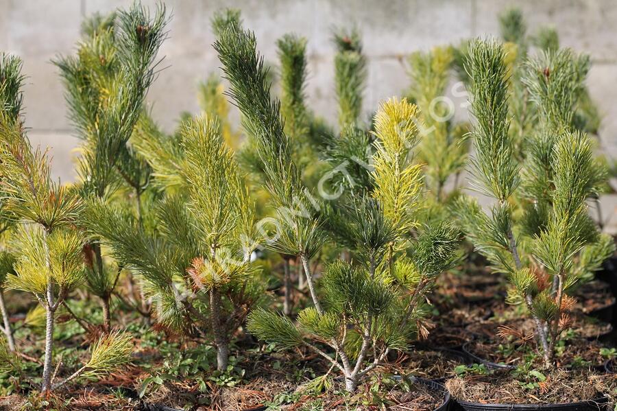 Borovice 'Glauca' - Pinus pumila 'Glauca'
