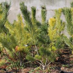 Borovice 'Glauca' - Pinus pumila 'Glauca'