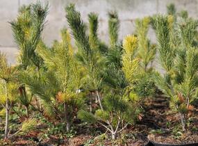 Borovice 'Glauca' - Pinus pumila 'Glauca'
