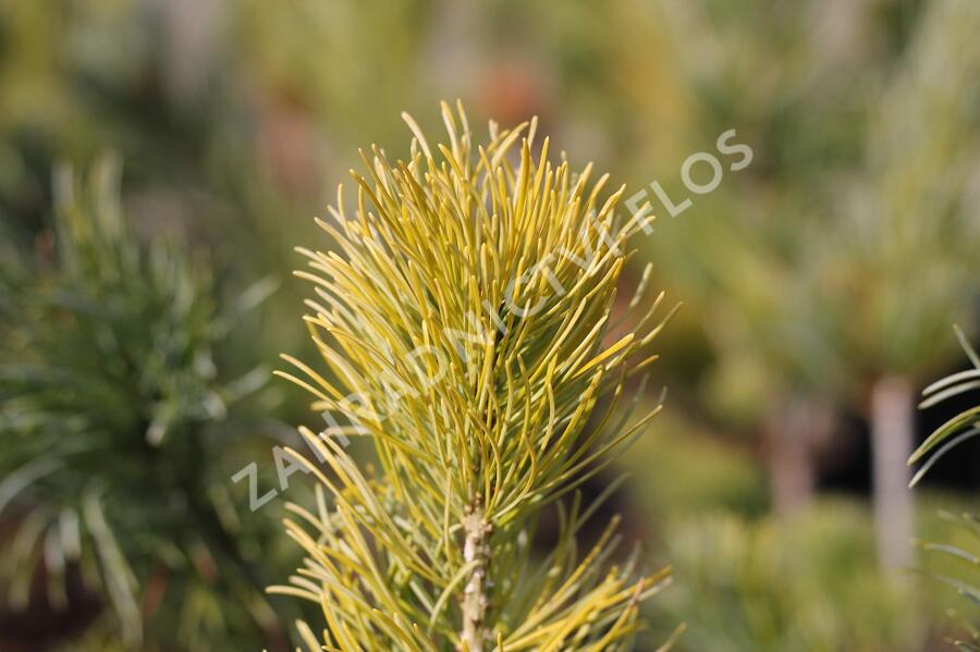 Borovice 'Glauca' - Pinus pumila 'Glauca'