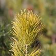 Borovice 'Glauca' - Pinus pumila 'Glauca'