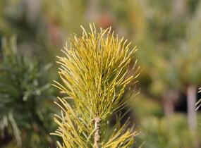 Borovice 'Glauca' - Pinus pumila 'Glauca'