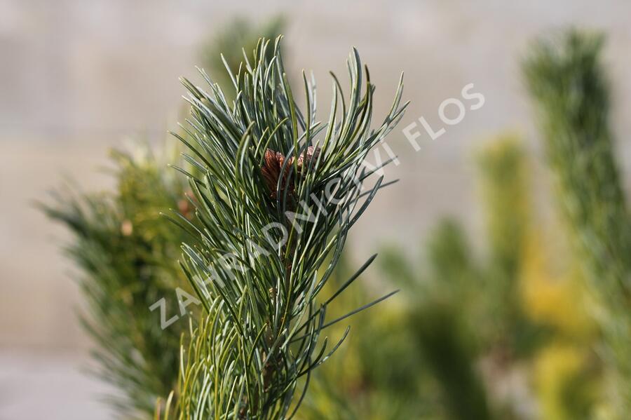 Borovice 'Glauca' - Pinus pumila 'Glauca'
