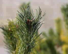 Borovice 'Glauca'