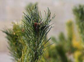 Borovice 'Glauca' - Pinus pumila 'Glauca'