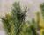 Borovice 'Glauca'