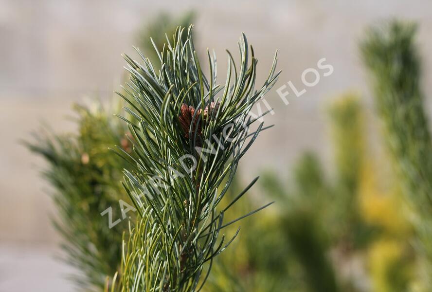 Borovice 'Glauca' - Pinus pumila 'Glauca'