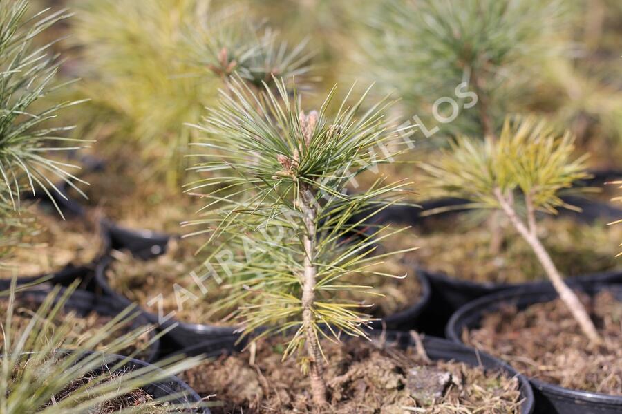 Borovice kuželovitá - Pinus strobiformis
