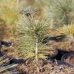 Borovice kuželovitá - Pinus strobiformis