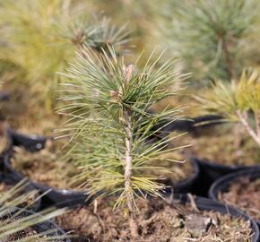 Borovice kuželovitá - Pinus strobiformis