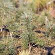 Borovice kuželovitá - Pinus strobiformis