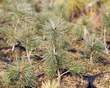 Borovice vejmutovkovitá