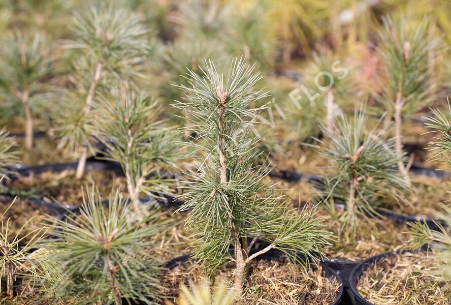 Borovice vejmutovkovitá - Pinus strobiformis