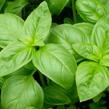 Bazalka 'Green Basil' - Ocimum hybridum 'Green Basil'