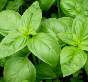 Bazalka 'Green Basil' - Ocimum hybridum 'Green Basil'