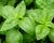 Bazalka 'Green Basil'