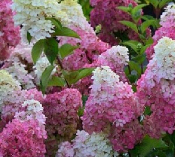 Hortenzie latnatá 'Sundae Fraise' ('Rensun') - Hydrangea paniculata 'Sundae Fraise' ('Rensun')