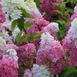 Hortenzie latnatá 'Sundae Fraise' ('Rensun') - Hydrangea paniculata 'Sundae Fraise' ('Rensun')