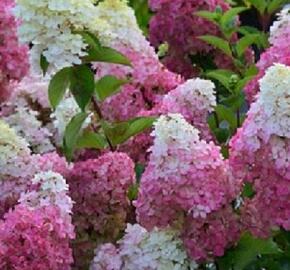 Hortenzie latnatá 'Sundae Fraise' ('Rensun') - Hydrangea paniculata 'Sundae Fraise' ('Rensun')