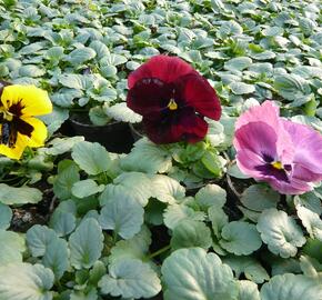 Violka, maceška zahradní - Viola wittrockiana mix