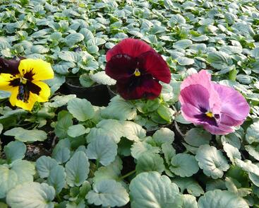 Violka, maceška zahradní