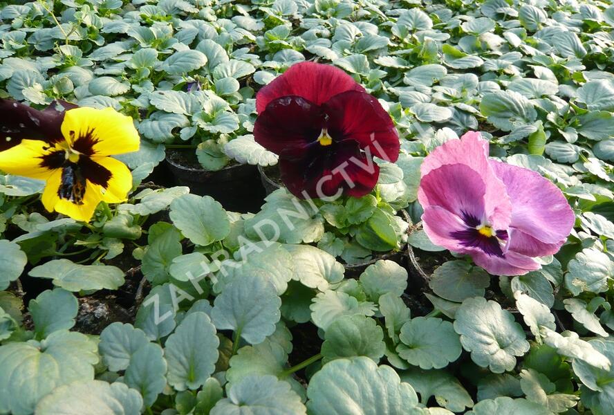 Violka, maceška zahradní - Viola wittrockiana mix