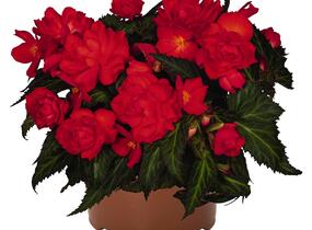 Begónie 'I'conia Miss Miami' - Begonia 'I'conia Miss Miami'