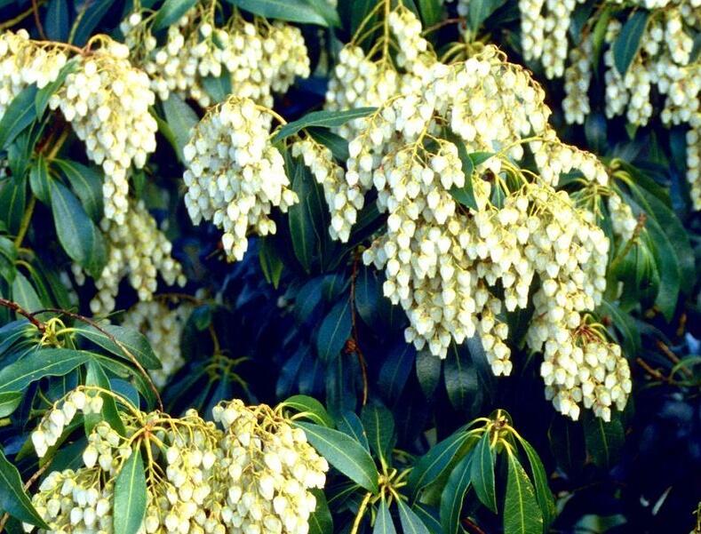 Pieris japonský 'White Cascade' - Pieris japonica 'White Cascade'