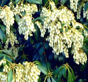 Pieris japonský 'White Cascade' - Pieris japonica 'White Cascade'