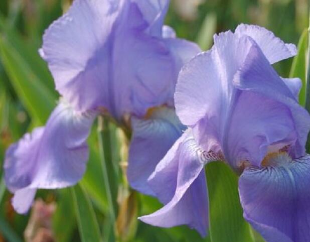 Kosatec německý 'Harbor Blue' - Iris barbata-elatior 'Harbor Blue'