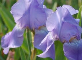 Kosatec německý 'Harbor Blue' - Iris barbata-elatior 'Harbor Blue'
