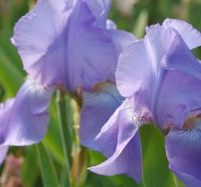 Kosatec německý 'Harbor Blue' - Iris barbata-elatior 'Harbor Blue'