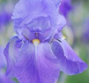 Kosatec německý 'Empress of India' - Iris barbata-elatior 'Empress of India'