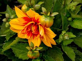 Jiřina 'Labella Medio Fun Golden Eye' - Dahlia 'Labella Medio Fun Golden Eye'