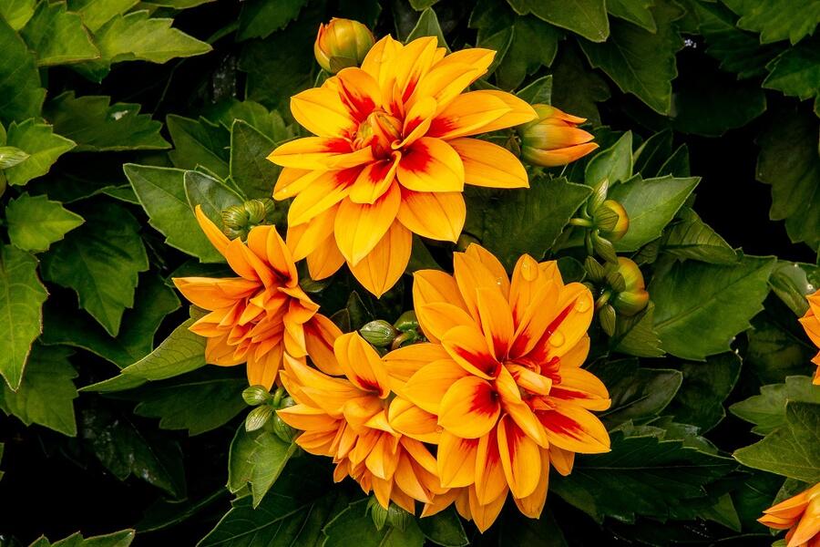 Jiřina 'Labella Medio Fun Golden Eye' - Dahlia 'Labella Medio Fun Golden Eye'