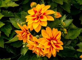 Jiřina 'Labella Medio Fun Golden Eye' - Dahlia 'Labella Medio Fun Golden Eye'