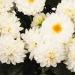 Jiřina 'DahLove Power White' - Dahlia 'DahLove Power White'