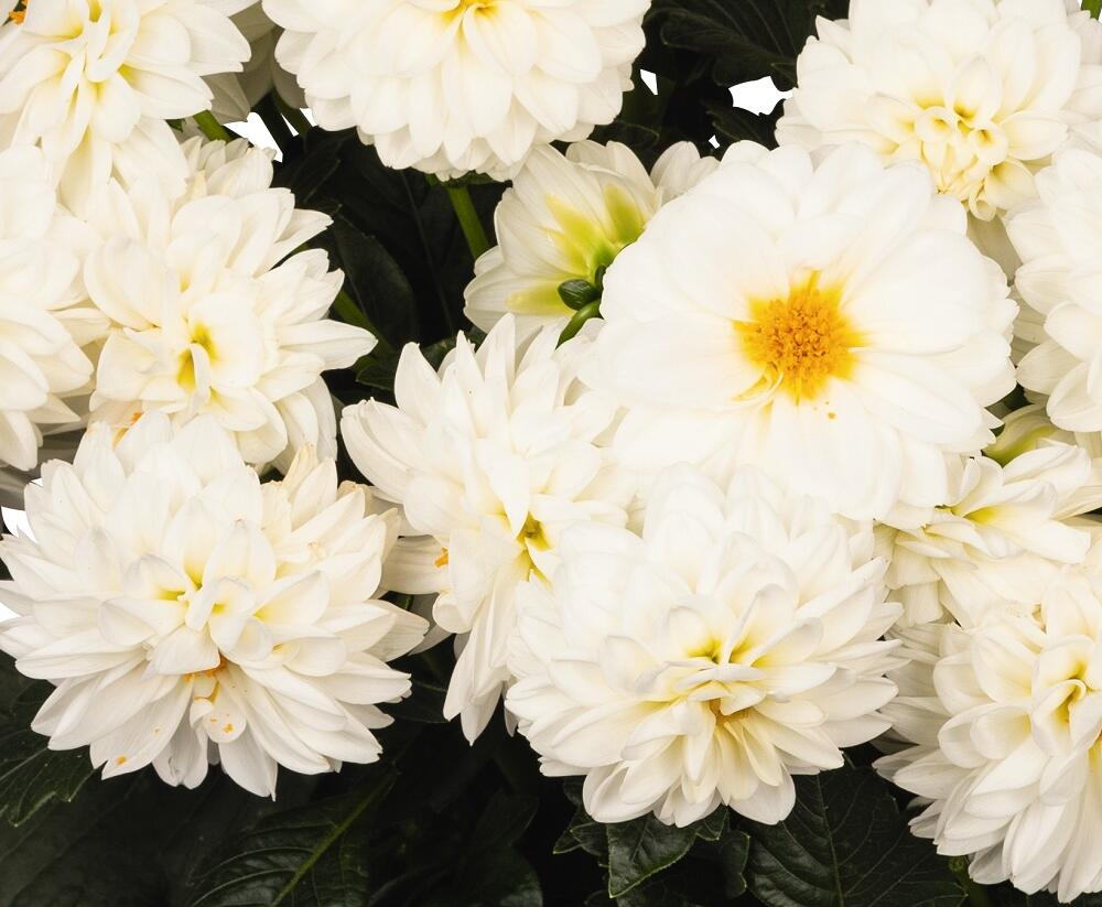 Jiřina 'DahLove Power White' - Dahlia 'DahLove Power White'
