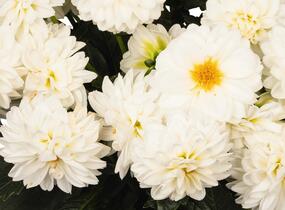 Jiřina 'DahLove Power White' - Dahlia 'DahLove Power White'